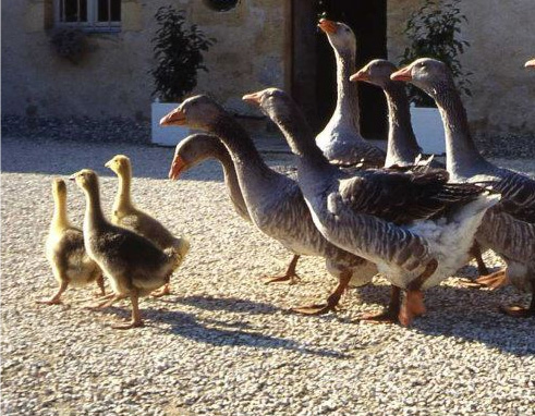 Visites Domaine de Barbe